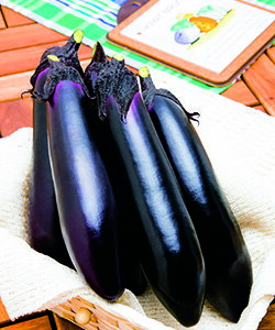 タキイ種苗 茄子 ナス なす　PC筑陽　100粒