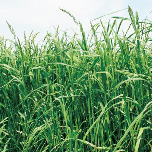 雪印種苗 芝 牧草 緑肥用 オーチャード えさじまん 500g