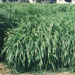 雪印種苗 芝 牧草 緑肥用 イタリアンライグラス エース 1kg