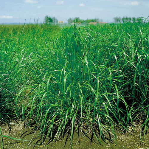雪印種苗 芝 牧草 緑肥用 ペレ二アルライグラス フレンド 1kg