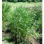 雪印種苗 芝 牧草 緑肥用 メドウフェスク SWレバンシュ 1kg