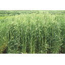 雪印種苗 芝 牧草 緑肥用 ムギ類 ライムギ 春一番 1kg