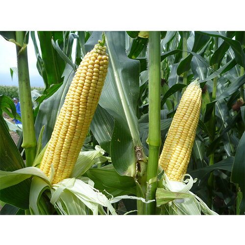 雪印種苗 芝 牧草 緑肥用 飼料作物 スノーデント125T/SH2821　3500粒