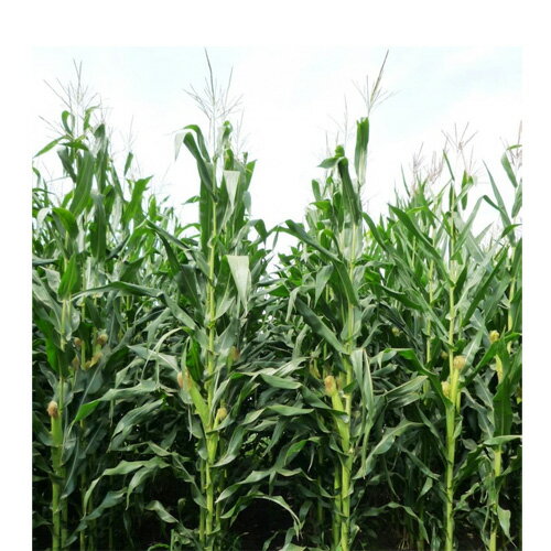 雪印種苗 芝 牧草 緑肥用 飼料作物 スノーデントSH4812　3500粒