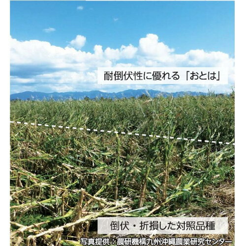 雪印種苗 芝 牧草 緑肥用 飼料作物 スノーデントおとは/PI2008 PVP　3500粒