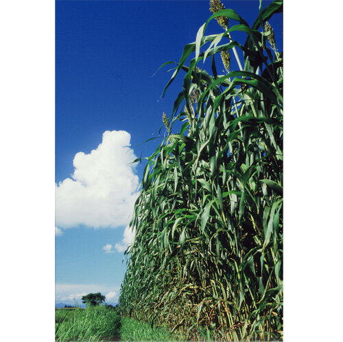 雪印種苗 芝 牧草 緑肥用 ソルガム ヒ゛ック゛シュカ゛ーソルコ゛ー/シュークロソルコ゛ー405 1kg