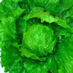 渡辺農事 レタス　フレッシュアース PVP　コート5000粒