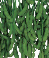 雪印種苗　エダマメ　青豊　1L　PVP