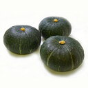 朝日アグリ カボチャ 南瓜 かぼちゃ 栗のめぐみ1号 100粒