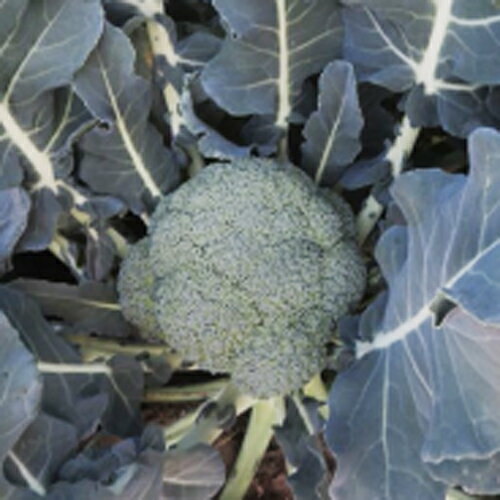 朝日アグリ　ブロッコリー　快緑　コート5000粒