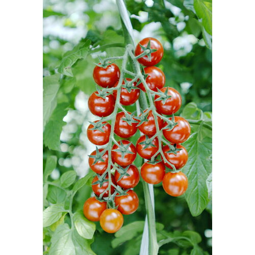 朝日アグリ　ミニ トマト とまと　リトルジェムダブル　1000粒