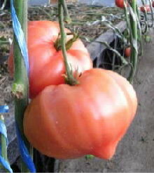 愛三種苗　トマト とまと　TYファースト　1000粒