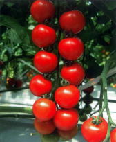 愛三種苗　トマト　愛ちゃん　100粒