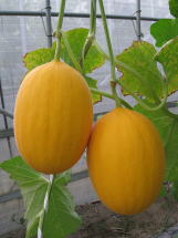 愛三種苗　メロン　貴黄メロン　小袋のサムネイル