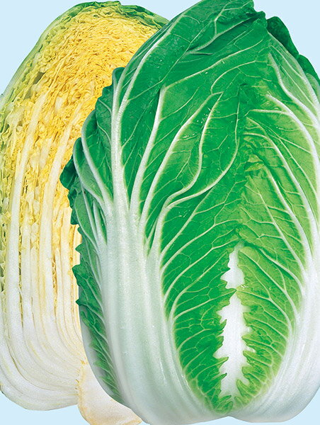 日本農林 ハクサイ 白菜 はくさい　秋理想M6　コート5000粒