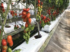 エンザ　プラム型ミニトマト　サンタスティ　500粒