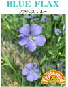 藤田種子 フラックス・ブルー 小袋