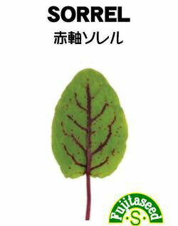 明るい緑色の葉に赤い葉柄と葉脈のコントラストが色鮮やかなソレルです。 ソレルは非常に古くからの香辛料です。茎部で矢形になっている、厚みのある広い葉には酸味があり、サワーグラスともと呼ばれます。若葉をサラダなどに利用します。 【蒔き時期（一般地域）】　4月〜6月・9月〜10月　 【発芽率:難易度】中級者向　