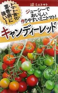 たね フタバ種苗　キャンディーレッド　1000粒