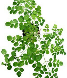 たね たね フタバ種苗　モリンガ　小袋のサムネイル