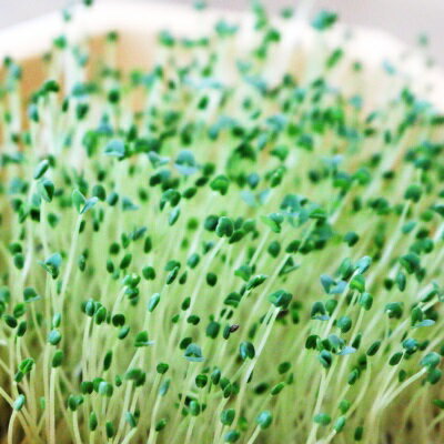 たね グリーンフィールドプロジェクト スプラウト チアシード　小袋