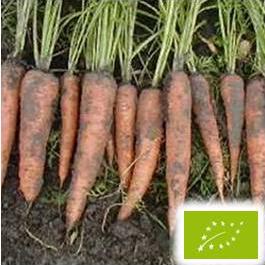 たね グリーンフィールドプロジェクト ニンジン フラッキー　小袋