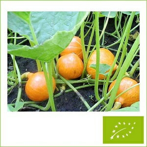たね グリーンフィールドプロジェクト カボチャ かぼちゃ[赤皮栗]　小袋