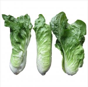 たね グリーンフィールドプロジェクト チコリ/トレビスライトグリーンボール/ウラナス　小袋