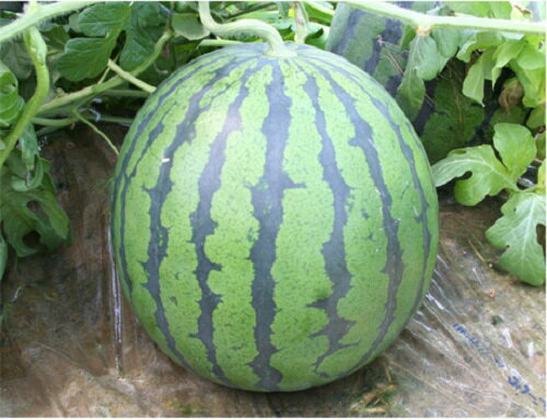 萩原農場　西瓜 スイカ すいか　大玉　マイティーX　200粒