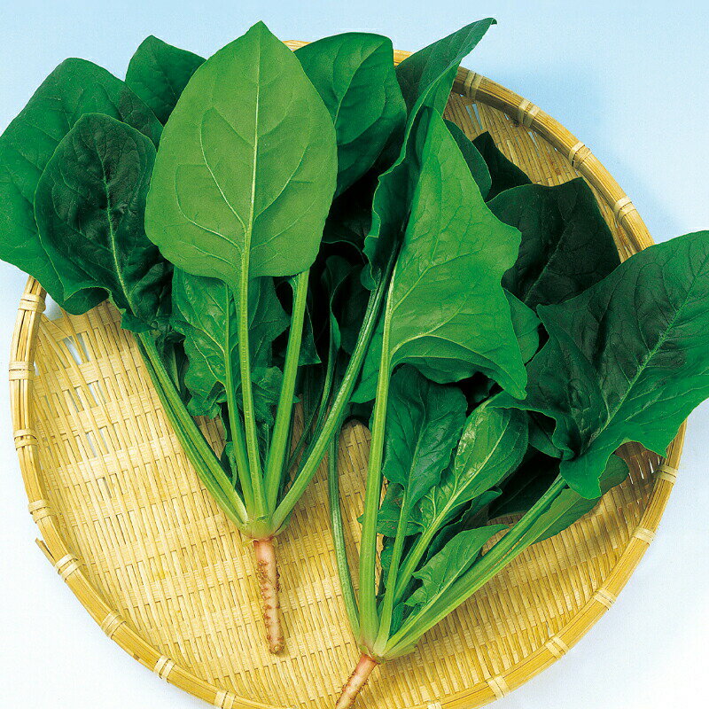 ナカハラのたね ホウレンソウ ほうれん草 ニュートン法蓮草　小袋