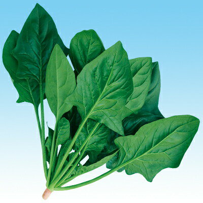 ナカハラのたね　ホウレンソウ 法蓮草 ほうれんそう　早生ハイドロ法蓮草　小袋