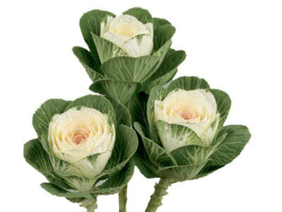 たね 石井育種場 葉ボタン エアリー　1000粒