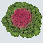 たね 石井育種場 葉ボタン 赤ずきん1号　小袋