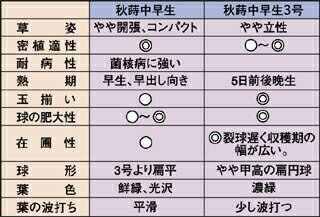 新作 新作登場石井育種場 キャベツ 秋蒔中早生 あきまきちゅうわせ 3号 コート 5000粒 種苗 園芸ショップ 種もり 新作 新作登場石井育種場 キャベツ 秋蒔中早生 あきまきちゅうわせ 3号 コート 5000粒 種苗 園芸ショップ 種もり
