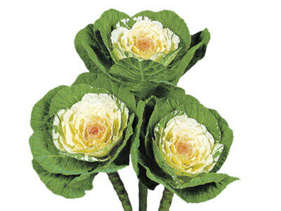 たね 石井育種場 葉ボタン 白寿（はくじゅ）小袋