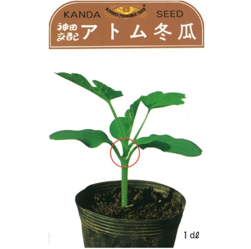 神田育種　 台木　アトム冬瓜　1dl