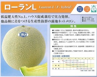 低温肥大性No1．ハウス促成栽培で実力発揮。露地ネットメロンです。 つる割れ病、うどんこ病抵抗性品種。果実はやや高球形で、1．2〜1．4kg。低温肥大性に優れ、大きい果実が安定して収穫できます。 登熟日数は50〜55日が基準です。