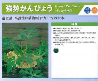 神田育種　接木 かんぴょう　強勢かんぴょう　1dl