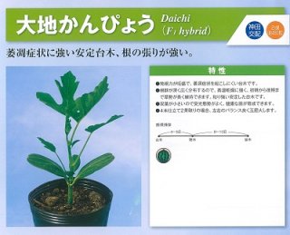 神田育種　接木 かんぴょう　大地かんぴょう　2dl