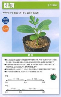 神田育種　接木 夕顔　健康　小袋