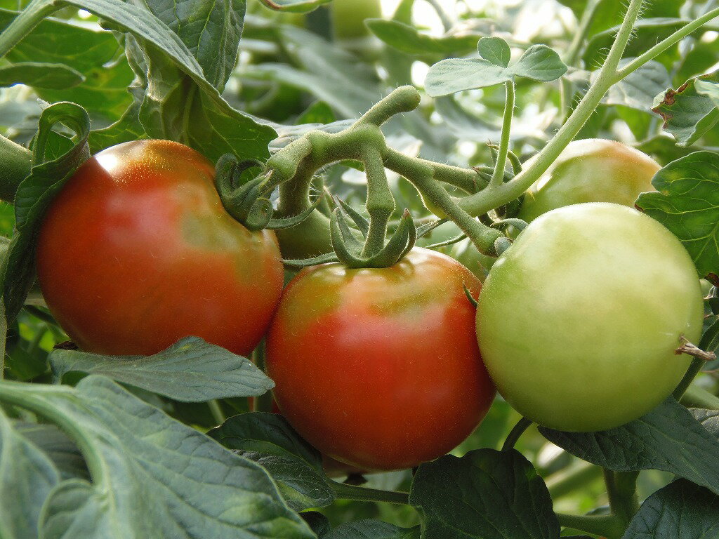 たね 久留米種苗園芸　極旨トマト　エンペラー赤　1000粒
