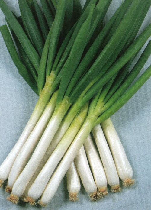 たね 丸種 ネギ 葱 ねぎ　一閃　コート5000粒