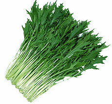 丸種 ミズナ 早生はりはり京水菜 コート 5000粒