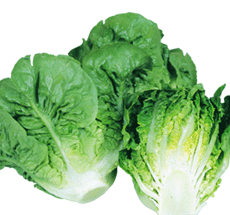 丸種 レタス レネット コート 1000粒