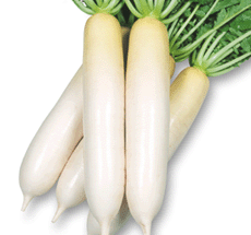 丸種 ダイコン だいこん 大根　YR健勝2号　1000粒