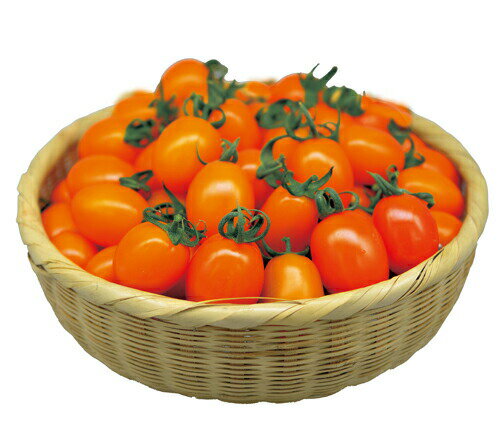 丸種 ミニトマト　デコオランジェ　500粒