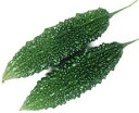 たね 丸種 ゴーヤ ゴーヤチャン(沖縄中長苦瓜)20ml