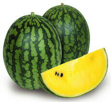 たね 丸種 スイカ 種子 姫まくらゴールド　小袋