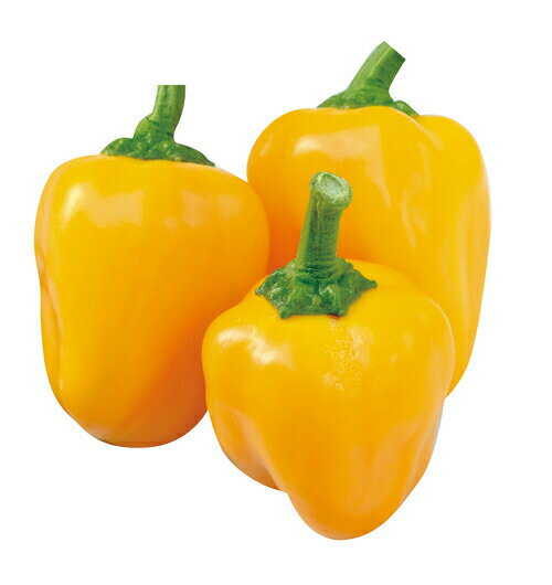 丸種 パプリカ カラーピーマン ミニパプ ゴールド 100粒