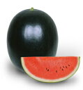たね 丸種 スイカ 西瓜 すいか 夏まくらブラック 小袋